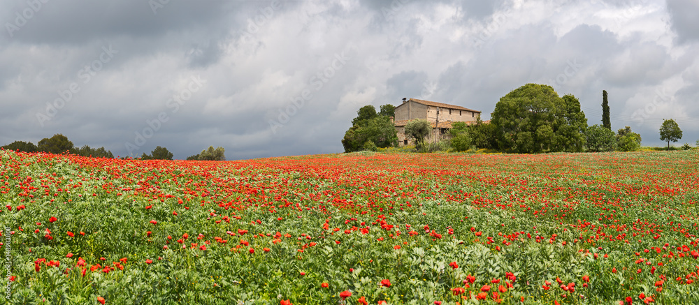 Poppies field around a rural country house in Catalonia