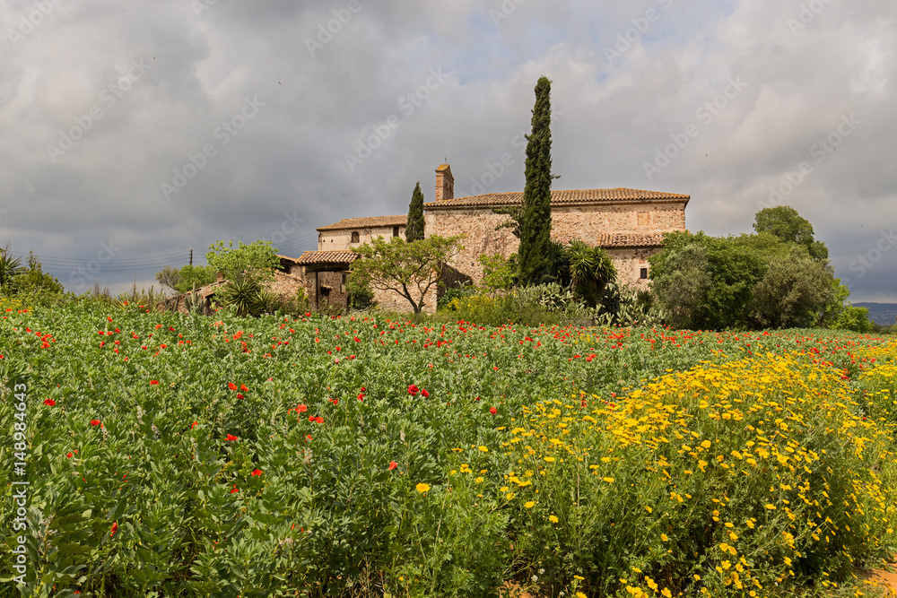 Yellow daisy and poppy field around a rural country house in Catalonia