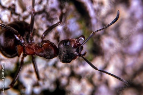 Ants © thomasmales