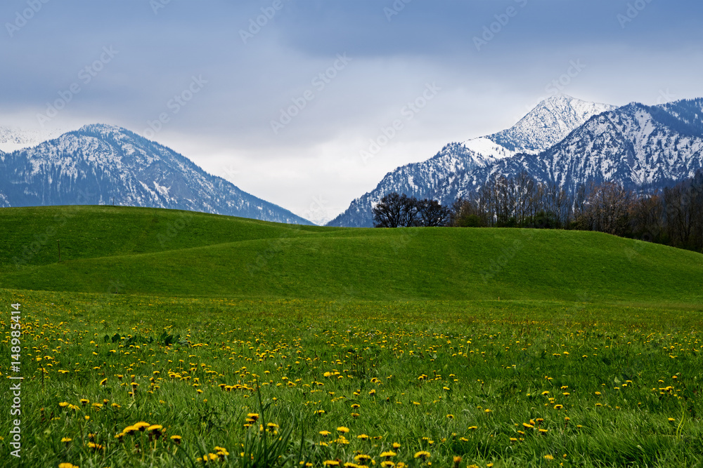 Snowy mountains behind a green meadow with dandelion in the bavarian alps, famous tourist resort in bavaria, germany, europe, copy space