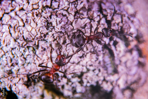 Red wood ant  photo