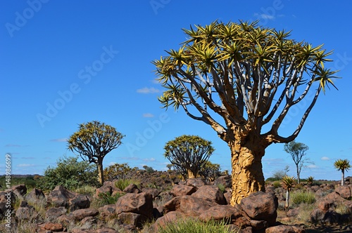 Quiver Tree Forest in the amazing Namibia