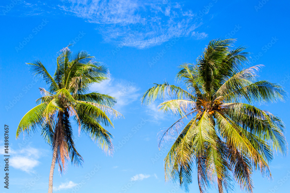 Idyllic palm tree on tropical island. Bright blue sky background.