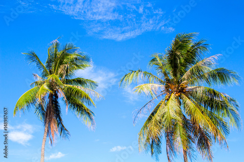 Idyllic palm tree on tropical island. Bright blue sky background.