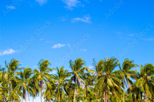 Palm tree line on tropical island. Bright blue sky background.