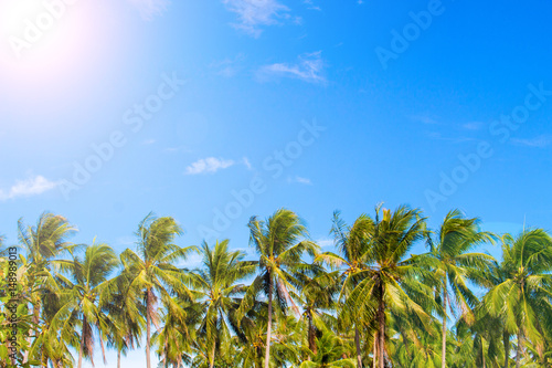 Green palm tree skyline on tropical island. Blue and sunny sky.