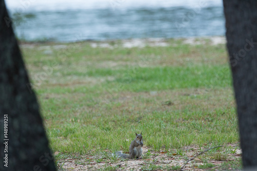 little squirrel