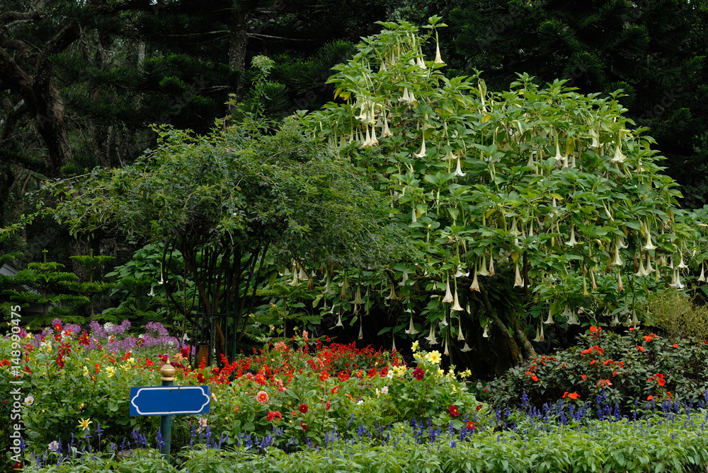 Obraz premium flower bed in the park