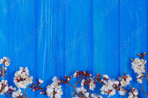 Fototapeta Naklejka Na Ścianę i Meble -  Apricot blossom branches on bright blue background, free space for advertisement or text