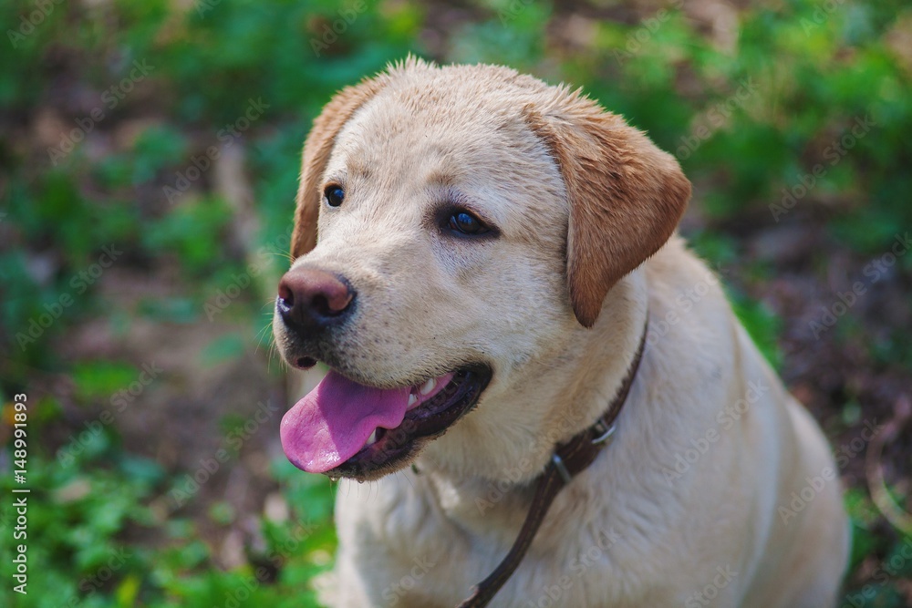 Portrait of a yellow labrador in green park Portrait of a yellow labrador in green park