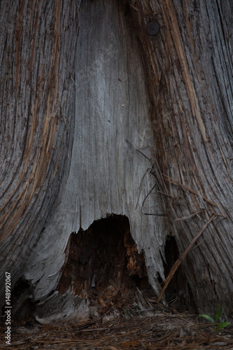 hiding tree