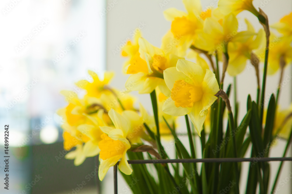 Obraz premium yellow daffodil flowers blooming in the spring