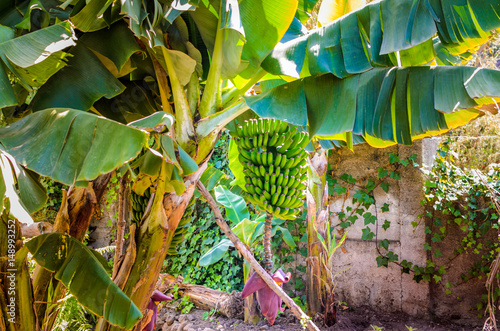 Eine wild wachsende Banananstaude mit Bluete