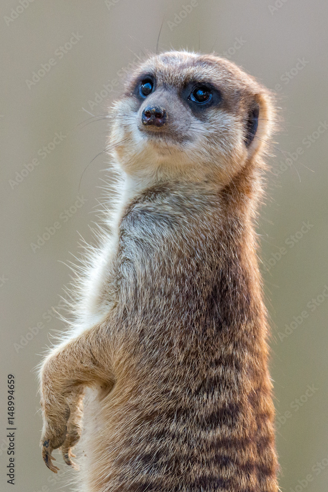 Fototapeta premium Suricata suricatta