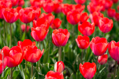 Beautiful red tulips in nature