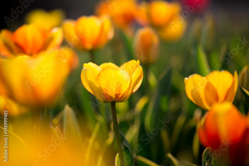 Beautiful yellow tulips in nature