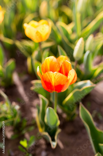 Beautiful yellow tulips in nature