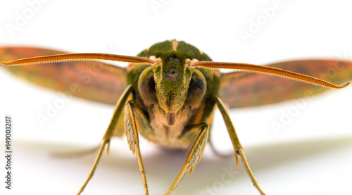 Green striped hawk moth with open wings macro photo. Adult Sphingidae butterfly studio shot. photo