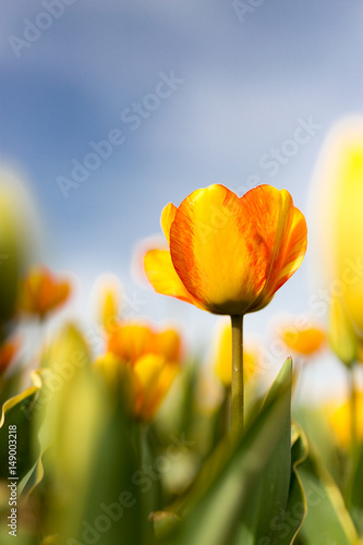 Yellow tulips against the blue sky in the nature