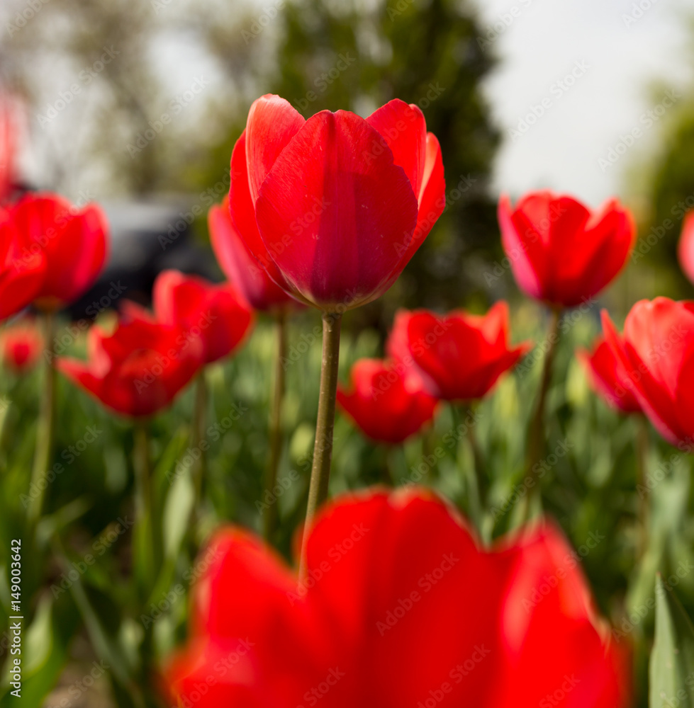 Beautiful red tulips in nature