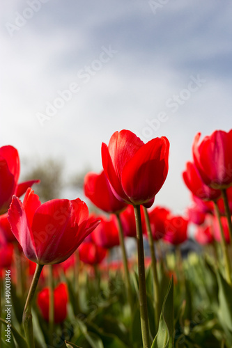 Red tulips against the blue sky in the nature