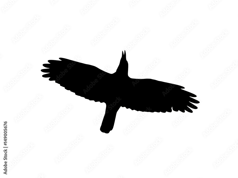 silhouette of a black crow on a white background silhouette of a black crow on a white background