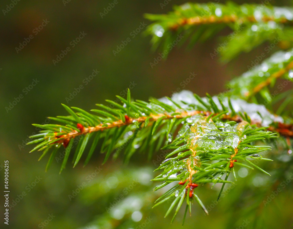 Closeup of spruce with ice with beautiful bokeh, isolated towards green lush foliage Closeup of spruce with ice with beautiful bokeh, isolated towards green lush foliage