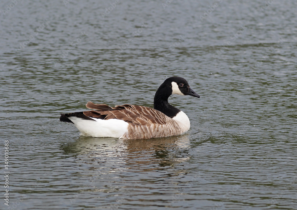 Standard Canada goose in a pond Standard Canada goose in a pond