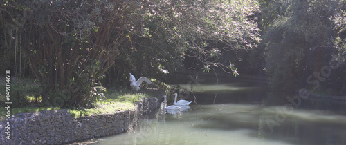 Three white swans near the shore of river.