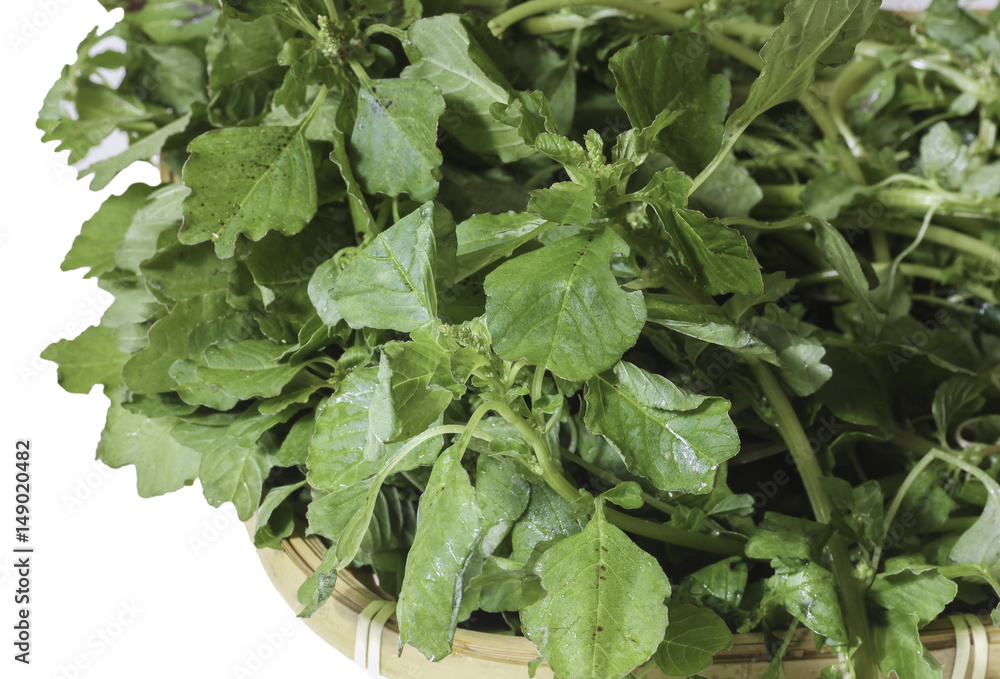 Fototapeta premium Amaranth leaves in basket, isolated on white background