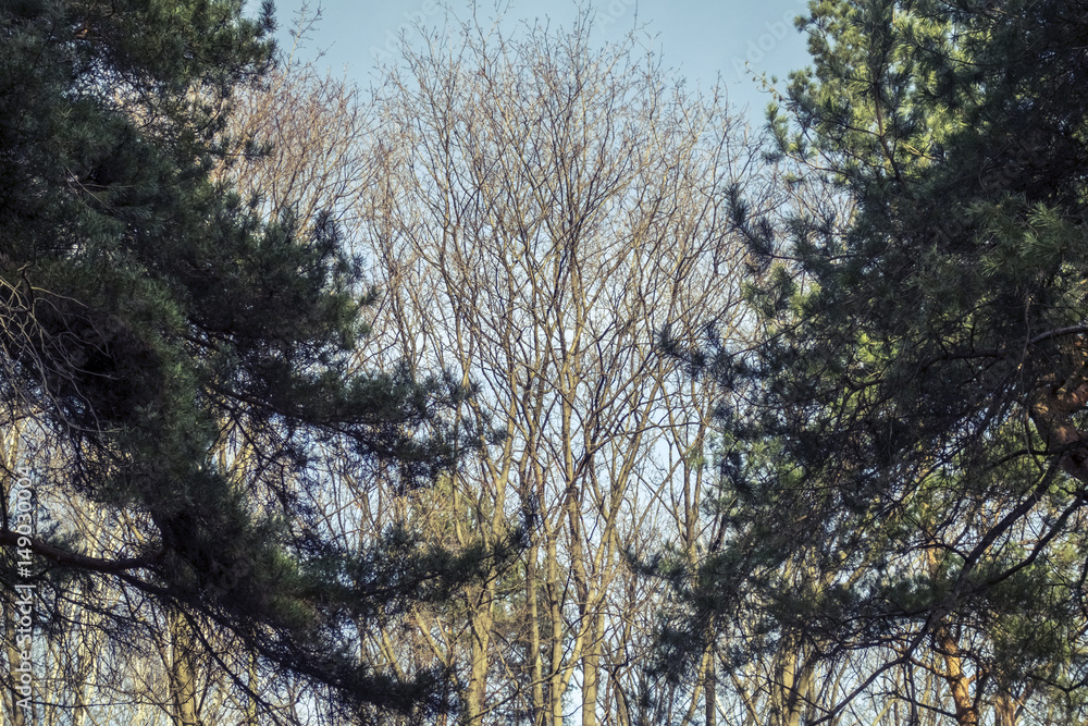 Obraz premium Весна в Москве