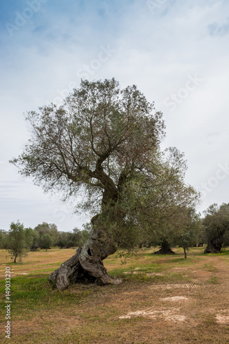 Olivenbäume in Italien