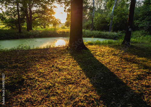 Poland, Greater Poland, Rogalin Forest photo