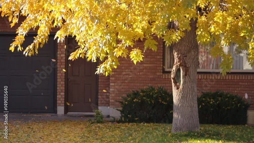 Yellow autumn leaves fall off a tree and land into a big pile in front of  the house