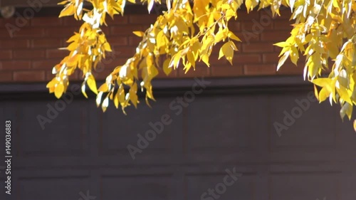 Yellow leaves falling off tree branches in front of  garage door