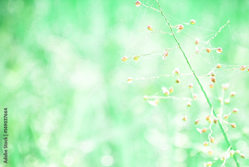 Green Grass Meadow soft focus  with bright sunlight .Abstract Spring and summer  Background