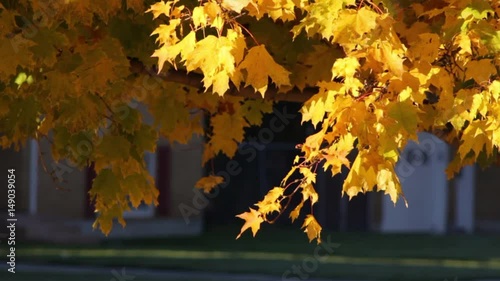 Leaves falling from a tree on a breezy autumn day