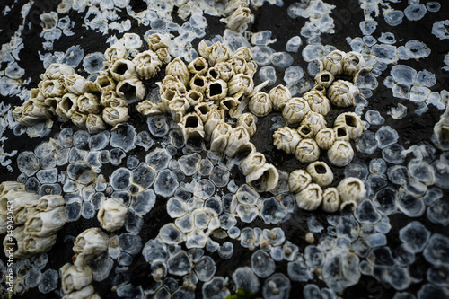 Foto Closeup of barnacles on a rock