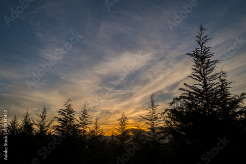 Silhouette of trees against a sunset