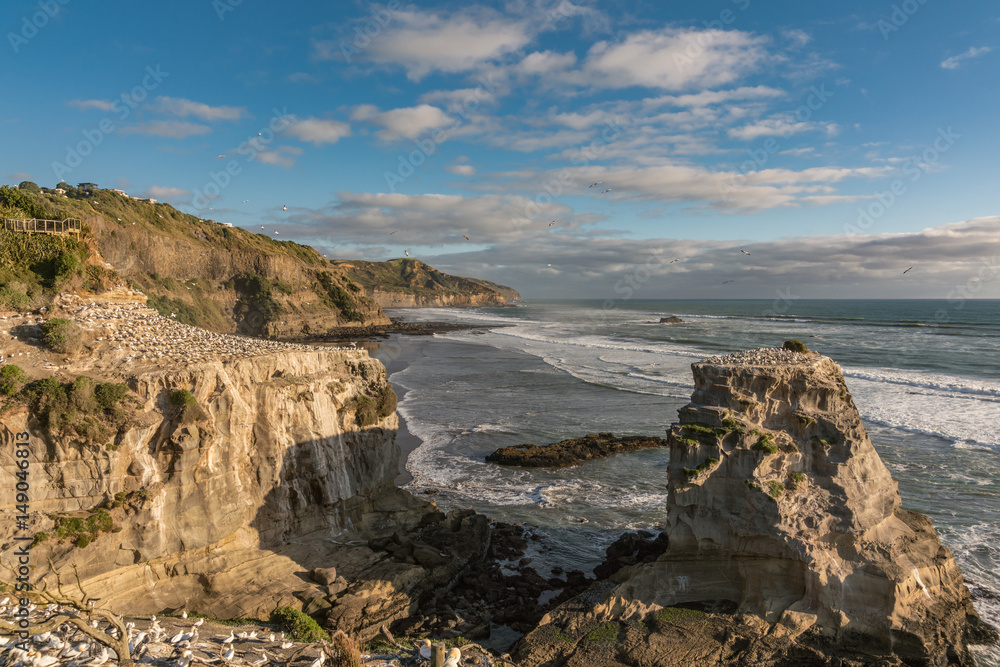 Auckland, New Zealand - March 2, 2017: Overview of beige-brown rocks populated by gannet colony at Muriwai Beach. Tasman Sea as back under evening blue sky. Many breeding birds.