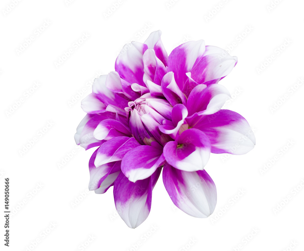 Dhalia flower Dhalia flower