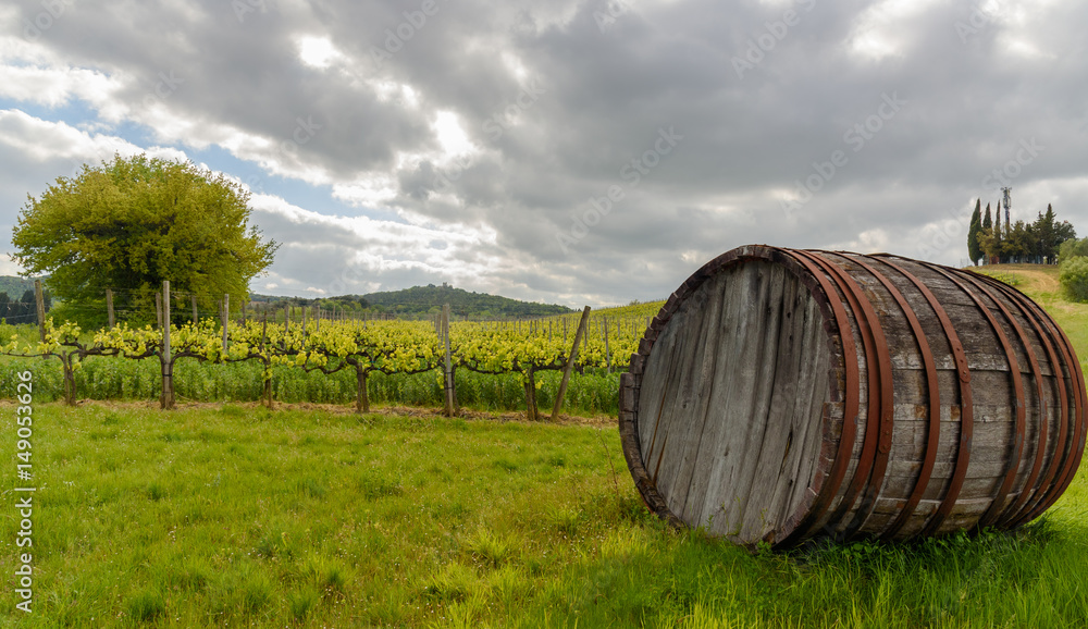 Fototapeta premium An old barrel for wine in the countryside near Volterra with a vineyard in the background
