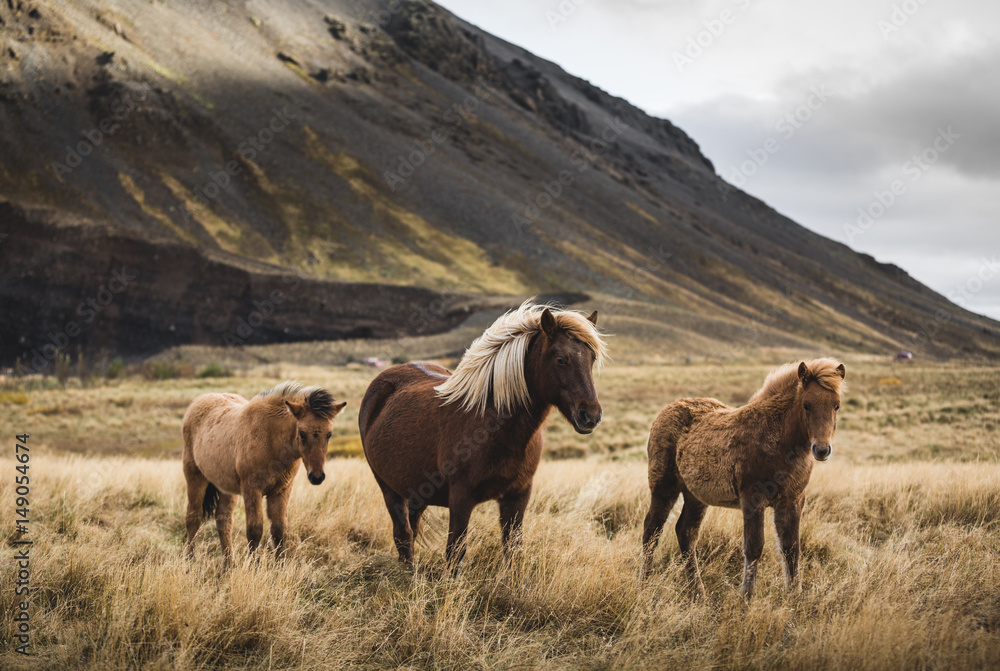 Icelandic horses standing in field against mountains Icelandic horses standing in field against mountains