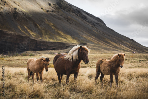 Icelandic horses standing in field against mountains