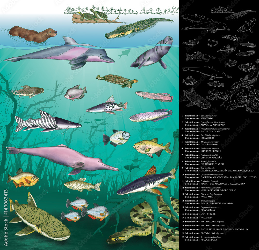 Obraz premium Illustration of the species of animals that live in the Napo River in the Amazon region of Ecuador. Drawing includes common and scientific names of each species