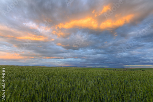 Wheat Field on the Palouse