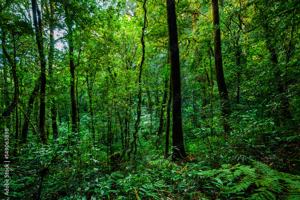 tropical rain forest, Thailand.