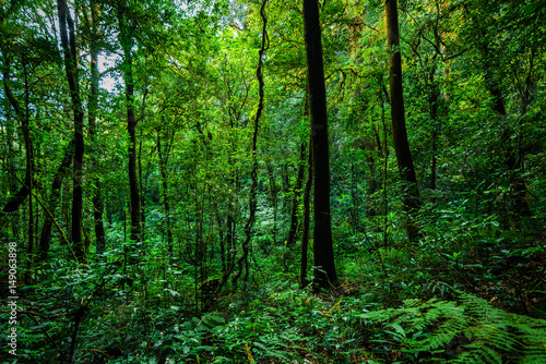 tropical rain forest  Thailand.