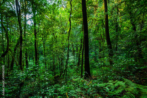 tropical rain forest, Thailand.