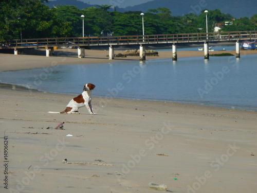 Foto The dog observ the sea dog brown and white